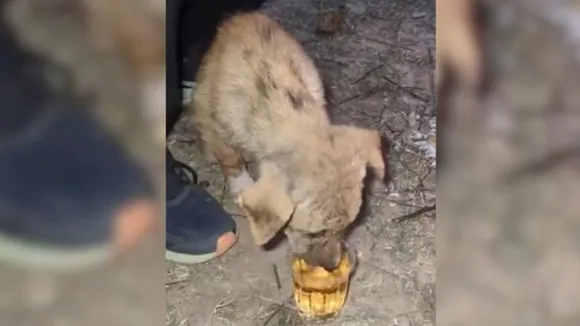 puppy drink whiskey,puppy whiskey video,puppy video whiskey,