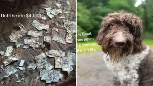 dog eating cash,