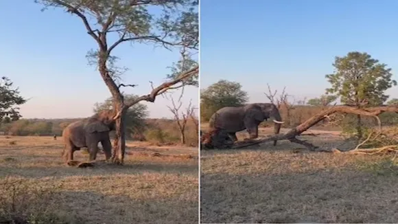 elephant uprooting tree , elephant uproot tree video , elephant video , elephant viral video , elephant tree uprooting video , elephant power pull down tree , elephant pull down tree in forest viral video , elephant strength video , elephant power amazing video ,
