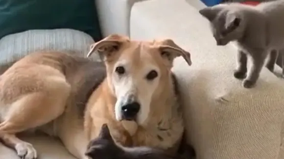 heartwarming story, dog story, dog news, dog lovers, inspirational story, inspiring story, trending story, trending news, viral news, viral story,