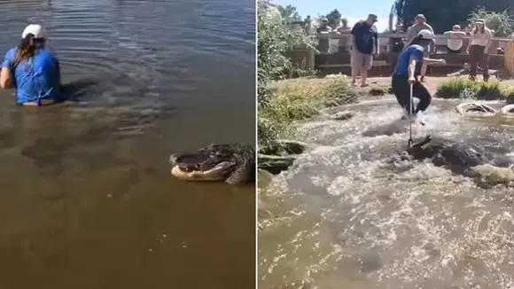 Crocodile, Crocodile video, Crocodile viral video, Girl caught crocodile, shocking video, viral videos, trending videos, trending news
