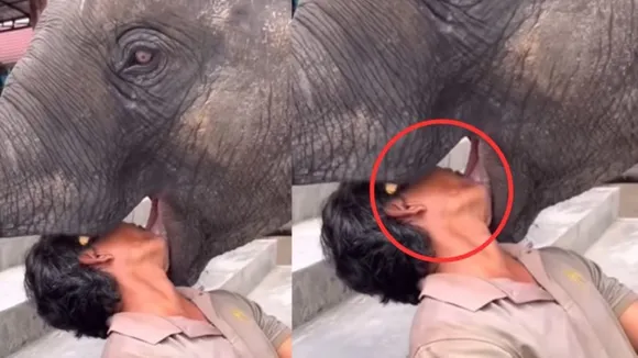 Viral Video Today, Viral News, Viral Elephant Video, Viral Video News Nation, Elephant Video