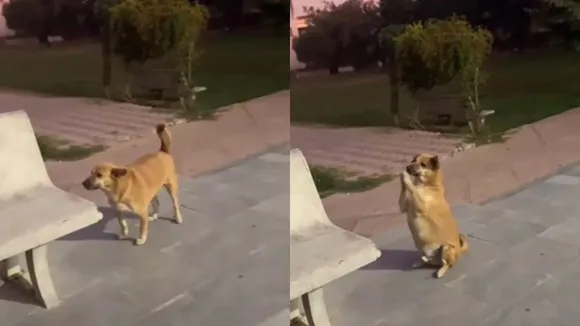 Viral Video, Viral News, Viral Dog Video, Viral Video of Dog, Viral News Today, News, Dog ka Viral Video, Radhe Radhe Viral Video,