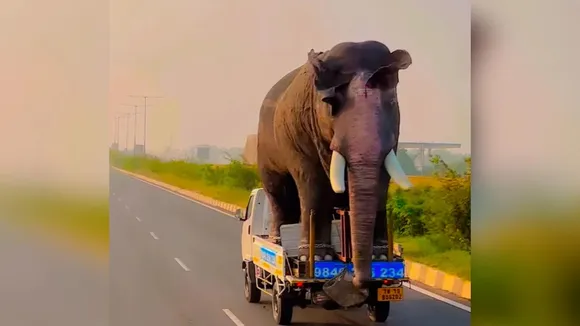 Elephant on mini truck viral video,Elephant on mini truck,elephant standing on mini truck,elephant mini truck viral video,Elephant Funny Video,chhota haathi par bada haathi,elephant mini truck,viral video,elephant on mini truck video,elephant chhota haathi viral video,elephant funny video,elephant mini truck video,ajab gajab news,viral news,omg news