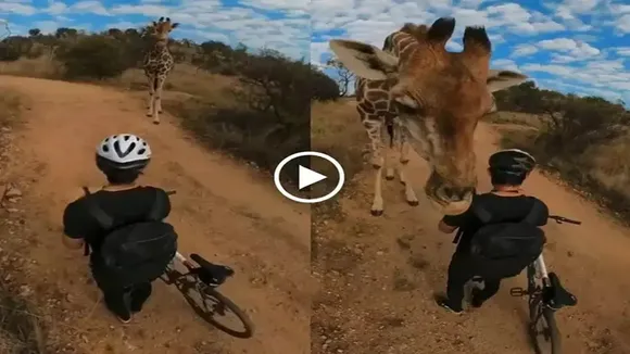 viral news, trending news, trending video, giraffe viral video