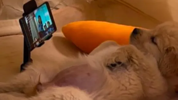 Dog viral