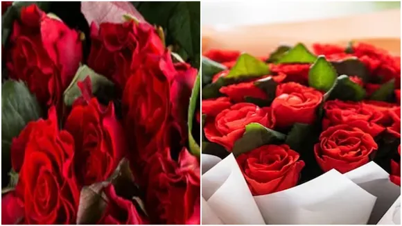 Rose Day, Love 1