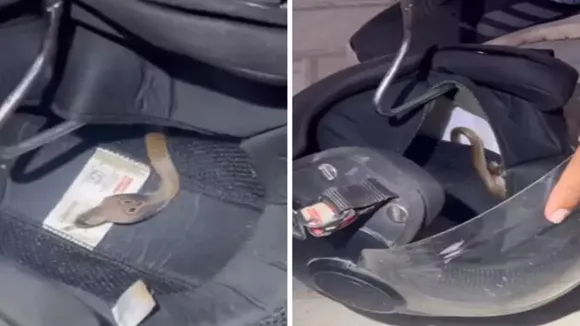 "snake in helmet