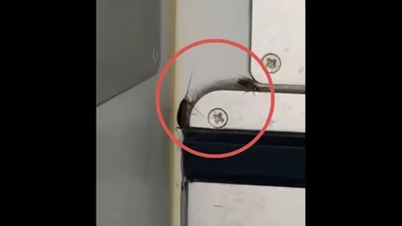 indiGo,indiGo passenger,cockroaches,flight,viral video