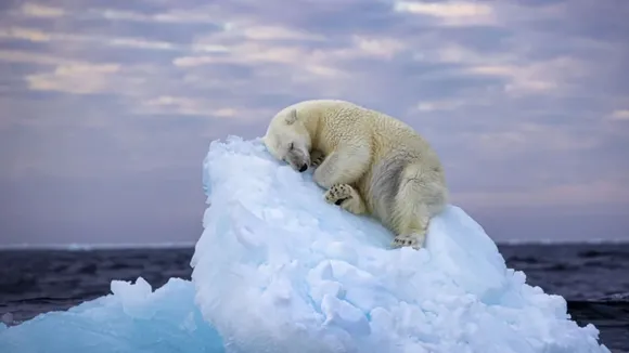 British photographer, stunning pic of polar bear sleeping on ice, polar bear sleeping on ice, stunning pic, polar bear, Stunning Sleepy Polar Bear Image , UK Photographer , UK Photographer Wins Prize for polar bear pic, viral pic, best pic, best photo, trending news, viral news,