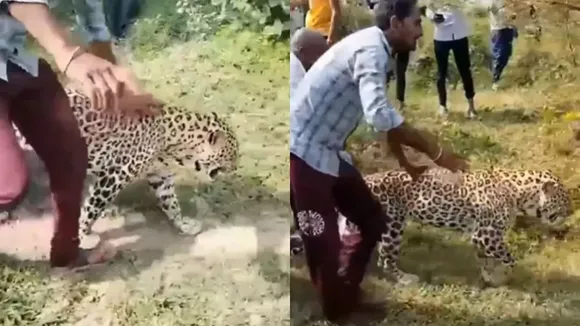 "Viral Video, Viral News, Leopard Video, Leopard drank the brew, leopard drank beer, leopard after drank beer, viral, trending news,