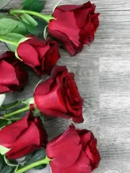 valentine day 2024, valentine week list 2024, rose day
