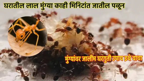 how to get rid of ants in the house quickly home remedies to get rid of ants Get Rid of Ants Fast Cheap and Easy tricks
