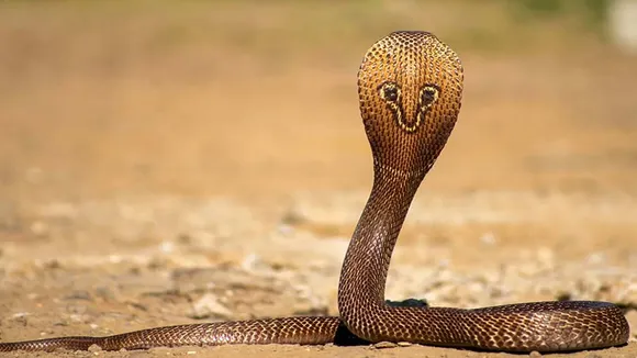 madhyamik 2024 bhatar arjun maji snake bitten , সাপের কামড় খেয়েও ইতিহাস পরীক্ষা দিলেন ভাতারের মাধ্যমিক পরীক্ষার্থী অর্জুন মাজি