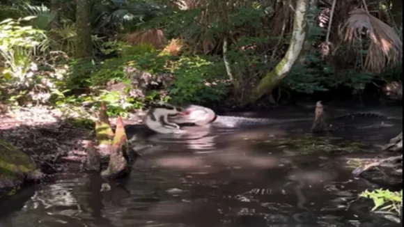 Bigger Alligator eating a smaller alligator, alligator attempting to swallow another one, alligator gripping another alligator, Shocking Footage, One Alligator Trying To Swallow Another , Alligator video, Alligator attack, wildlife video, animal video, trending video, viral video, viral video of Alligator"