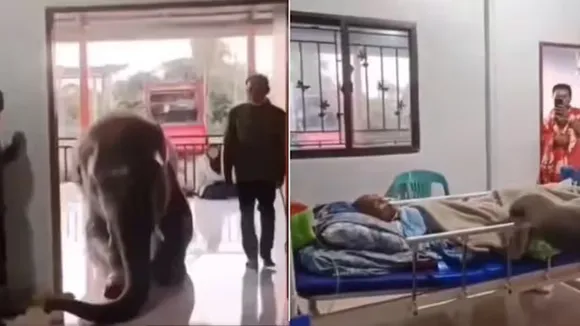 Hathi Ka Video,Emotional Video,Google Trends,Elephant Reached Hospital,Hathit Aur Caretaker Ka Video,Rare Video,Beautiful Video"