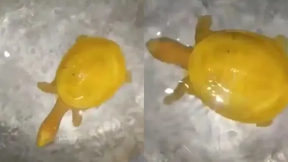 Yellow Tortoise, Yellow Tortoise, Rare Species of Tortoise, Yellow Tortoise in India, Viral Video, Viral News, Trending News