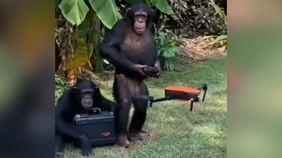 Chimpanzee, Chimpanzee viral video, Chimpanzee flying drone, Planet of the Apes, Planet of the Apes movie, Animals videos, Animal viral video, shocking video, viral videos, trending videos, trending news,