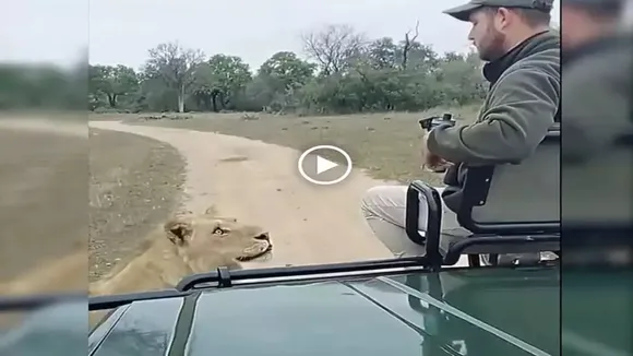viral news, trending news, trending video, tiger latest viral video