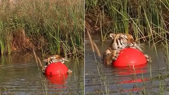 viral news,trending news,trending video,tiger viral video