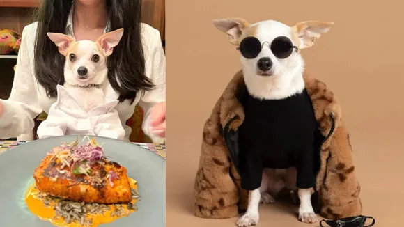 bao dog , bao dog Instagram , dog stays in luxurious hotels ,Dog influencer stays at luxurious hotels , influencer dog