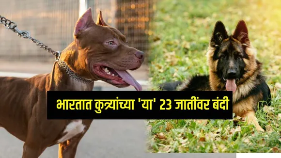 Central government proposes ban on 23 dangerous dog breeds in India