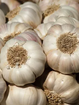 Health Benefits of eating garlic on empty stomach morning health tips in gujarati
