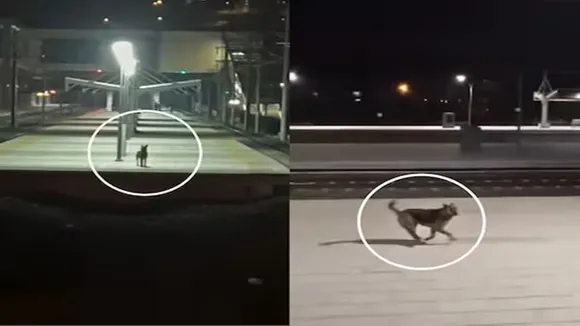 "dog wait for train driver, turkey dog wait for train driver, dog video, emotional dog video, cute dog wait for driver on platform, turkey dog wait for train driver for food, train driver feed dog on railway platform, driver feed dog on railway station viral video, turkey train driver feed dog video, ajab gajab news, viral news, world news, omg news, amazing news, strange news, bizarre news,