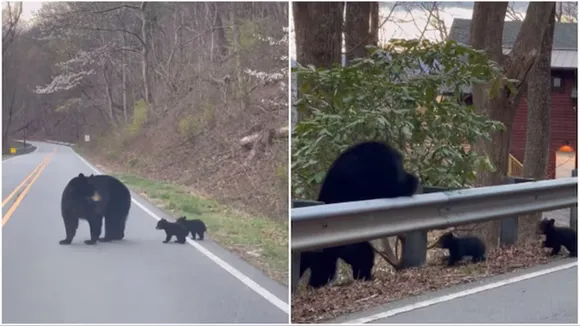 bear"," mother bear"," bear cubs"," mother bear and cubs cross road"," adorable video"," wildlife videos"," viral videos