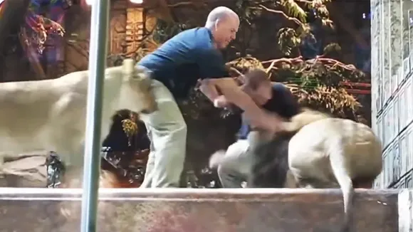 Lion attack, Lion attack video, Lion attack viral video, Lion attack on zookeeper, Lion attack on man, Animals video, Animals viral video, wildlife video, shocking video, viral videos, trending videos, trending news,