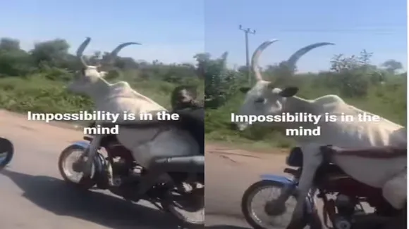 unny videos,funny clips,viral videos,viral clips,trending videos,trending clips,social media,animal viral video,cow bike viral video