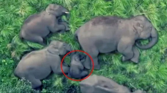 Beautiful Elephant Family Video,Baby elephant gets Z-category security,Anamalai Tiger Reserve,Z