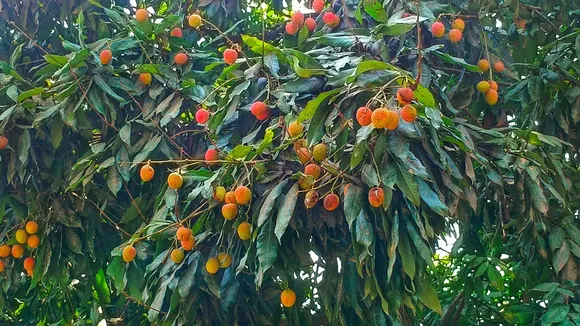 "Malda Litchi Cultivation, malda weather effects litchi cultivation,Litchi Cultivation in Malda,মালদায় লিচুর ফলন,,মালদার লিচুও দুনিয়া বিখ্যাত, আমের গড় লিচুর জন্যও বিখ্যাত, মালদা জেলার কালিয়াচকের তিনটি ব্লকে লিচু চাষ, Malda Litchi Cultivation,কালিয়াচকের লিচু ,Litchi Cultivation Malda,temperature surge,West bengal top headlines,West bengal news today,News in West bengal"