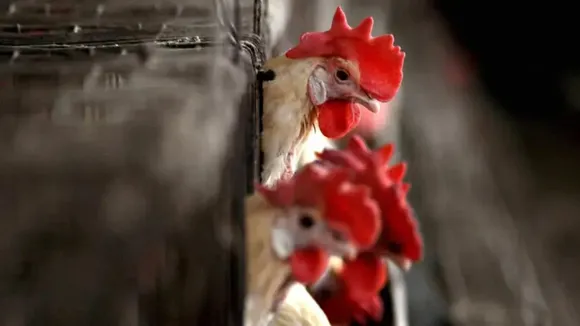 BIRD FLU,BIRD FLU VIRUS,বার্ড ফ্লু নির্দেশিকা,WB HEALTH DEPARTMENT,BIRD FLU SCARE IN WEST BENGAL,WB HEALTH DEPARTMENT ISSUES NO GUIDELINE AMID BIRD FLU SCARE IN WB,,West bengal News,West bengal news live,Latest West bengal News"