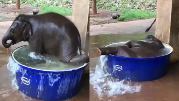 "baby elephant, funny video, viral video, Viral news, trending news, baby elephant masti video, baby elephant fun video,