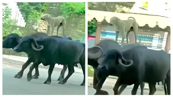 Dog Standing On Buffalo Back, Dog Standing On Buffalo Back Video, Dog Standing On Buffalo Back Viral Video, Dog On Buffalo, Dog On Buffalo Video, Dog On Buffalo Viral Video, Latest Viral Video, Viral Video Today, Trending Video,Bangla News, Latest Bangla News, News in Bangla, Bengali News, Latest Bengali News, News in Bengali"