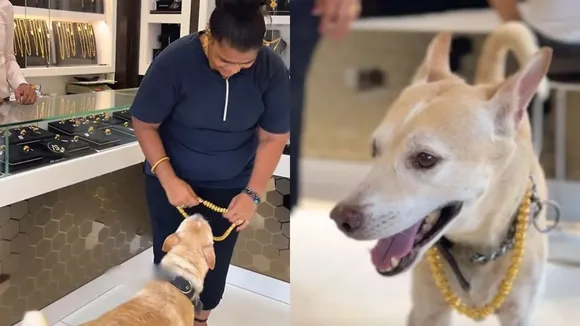 Viral Video, Shocking Video, Dog wore a gold chain, gold chain worth Rs 2.5 lakh, gold chain around dog's neck, gold chain, gold price, gold, gold chain,