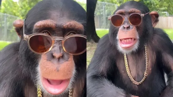 Chimpanzee Video, Chimpanzee viral video