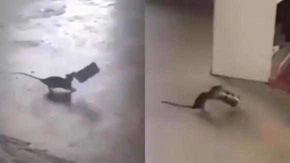 "Viral Video, Funny Video, Viral News, Trending News, Trending Video, वा