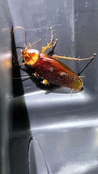 cockroaches in kitchen