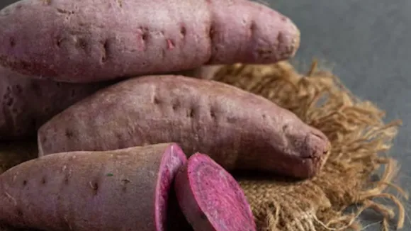 Sweet potatoes eating regularly every day for 1 year
