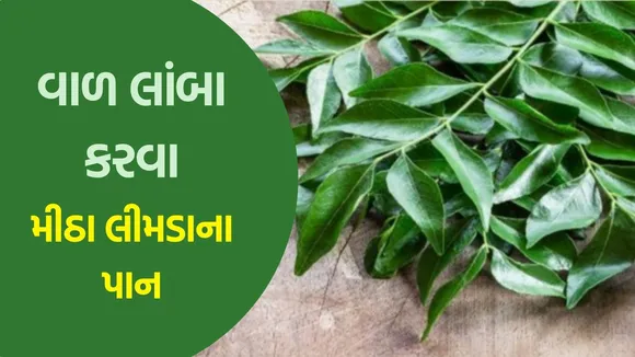 curry leaves for long hair