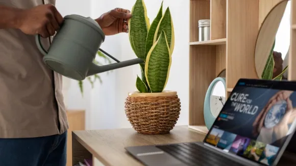 Vastu Plants for office