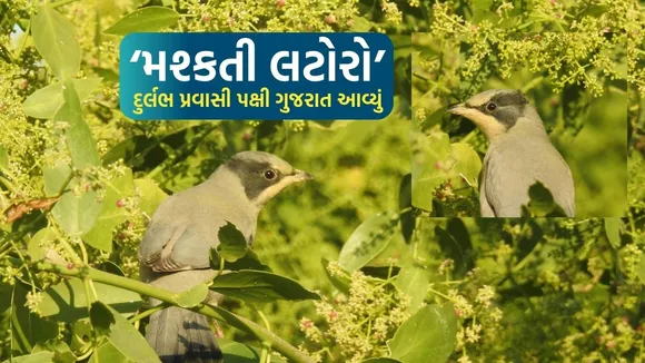 Hypocolius ampelinus