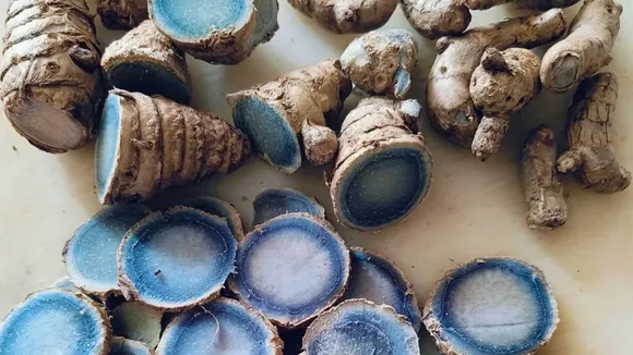 blue turmeric benefits use difference