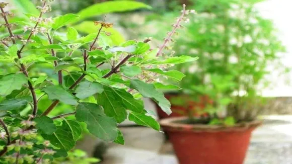 tulsi plant