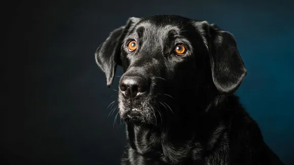 Animal eyes Night vision