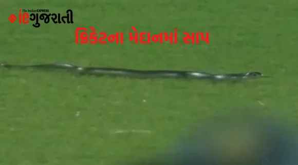 ભારત અને દક્ષિણ આફ્રિકાની મેચમાં મેદાનમાં આવી ગયો સાપ, જુઓ Video