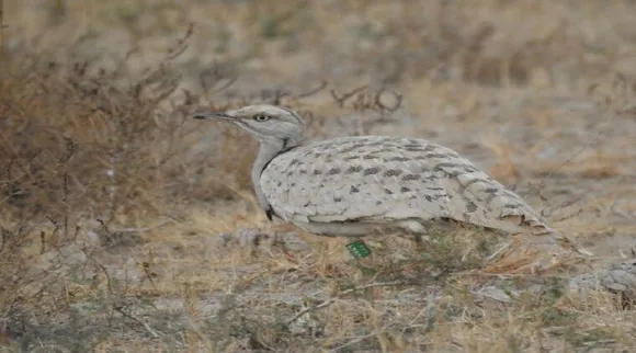 નળ સરોવર ખાતે એક દુર્લભ બનાવ, હૌબારા બસ્ટર્ડ નવેમ્બર અને ડિસેમ્બરમાં જોવા મળ્યું હતું