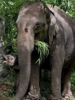 હાથીની ફાઈલ તસવીર